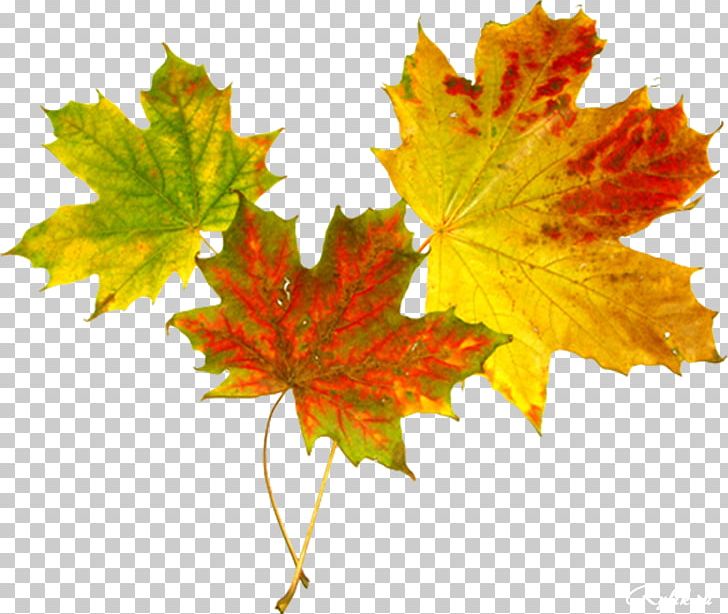Maple Leaf Autumn Abscission PNG, Clipart, Abscission, Autumn, Digital Image, Drawing, Information Free PNG Download