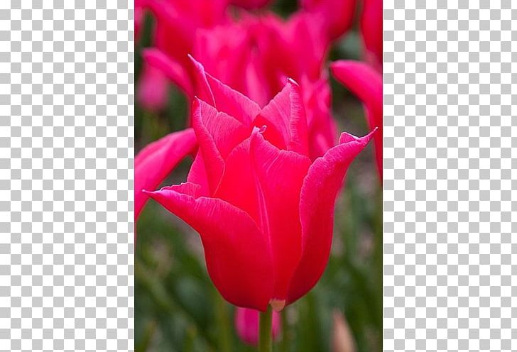Tulip Garden Roses Floribunda Petal Bud PNG, Clipart, Bud, Closeup, Closeup, Floribunda, Flower Free PNG Download