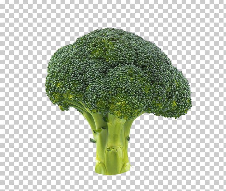 Broccoli Vegetable Cauliflower PNG, Clipart, Broccoli, Broccoli 0 0 3, Broccoli Art, Broccoli Dog, Broccoli Sketch Free PNG Download