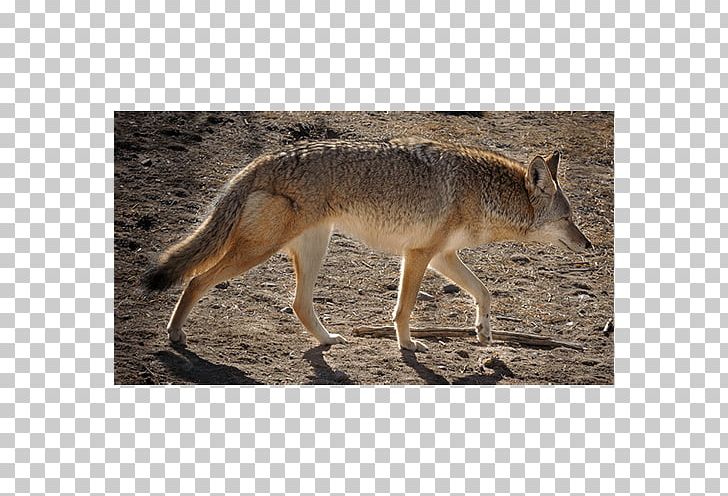 Jackal Coyote Gray Fox Snout Fur PNG, Clipart, Animal, Animals, Canidae, Carnivoran, Coyote Free PNG Download