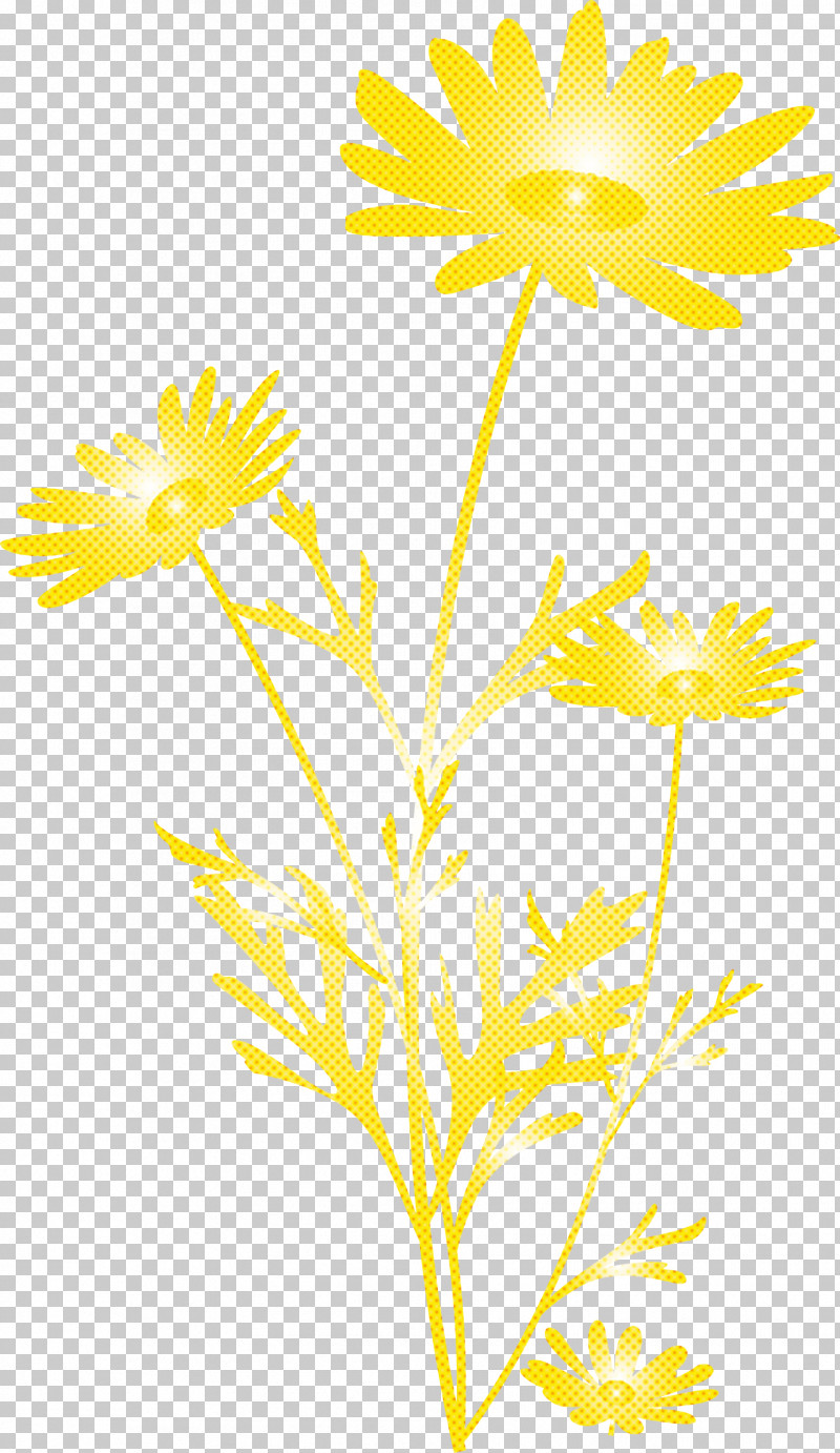 Marguerite Flower Spring Flower PNG, Clipart, Chamomile, Dandelion, Flower, Marguerite Flower, Mayweed Free PNG Download