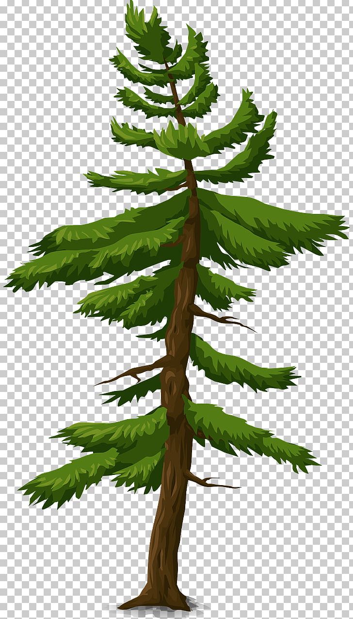 Fir Spruce Information Tree Pine PNG, Clipart, Branch, Conifer, Conifers, Evergreen, Fir Free PNG Download