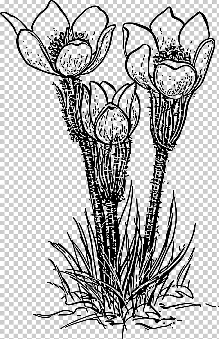Rose Plant Flower PNG, Clipart, Artwork, Black And White, Branch, Color, Crocus Free PNG Download