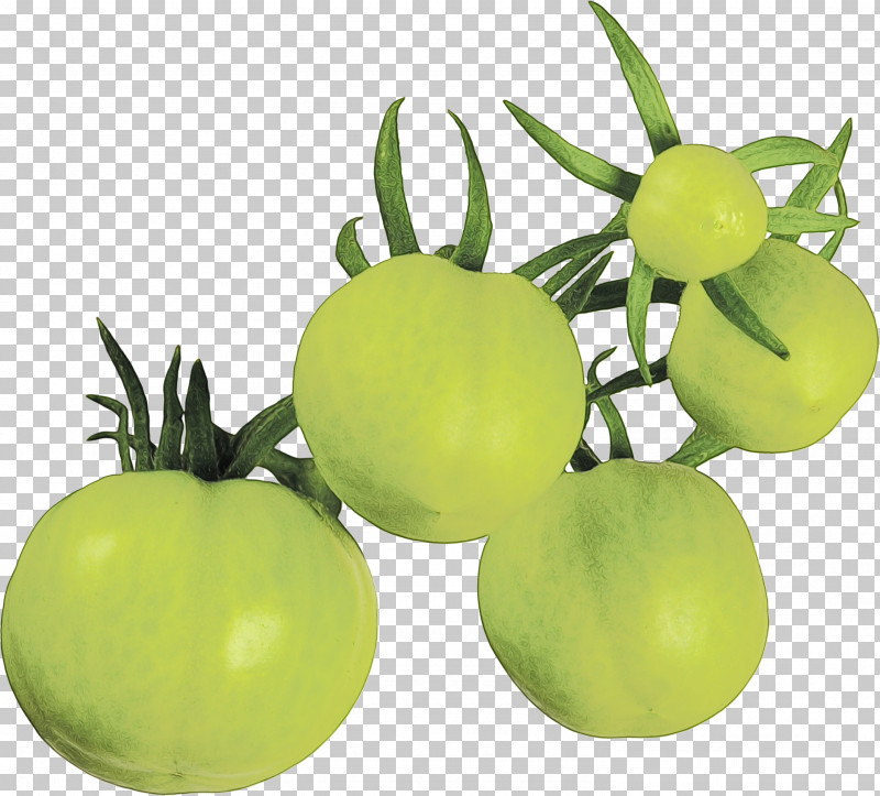 Tomato PNG, Clipart, Ball, Cherry Tomatoes, Flower, Food, Fruit Free PNG Download