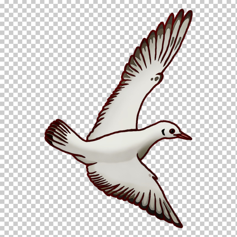 Feather PNG, Clipart, Beak, Birds, Cartoon, Drawing, Duck Free PNG Download