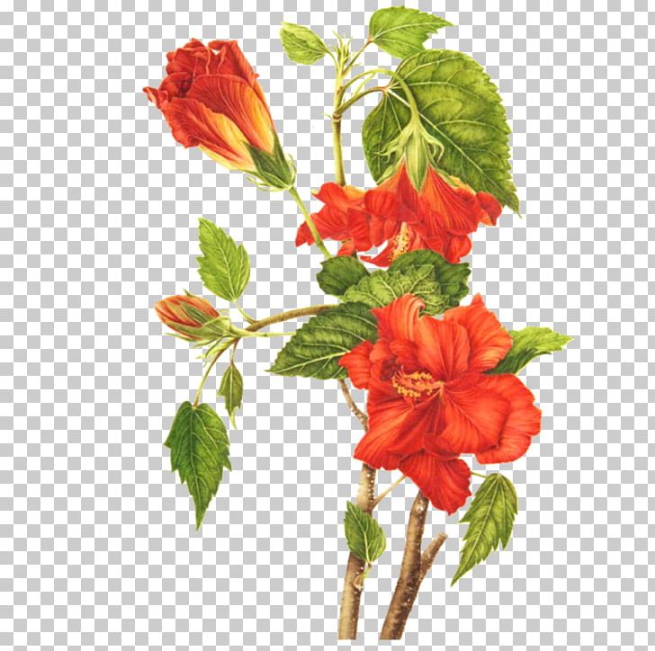 Shoeblackplant Botanical Illustration Common Hibiscus Botany Favourite Flowers Of Garden And Greenhouse PNG, Clipart, Branch, Common Hibiscus, Cut Flowers, Drawing, Flower Free PNG Download