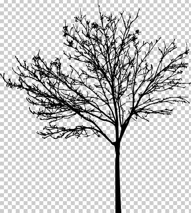 Tree PNG, Clipart, Black And White, Branch, Coloring Book, Download, Flower Free PNG Download