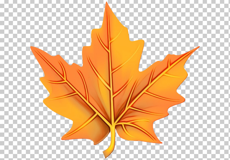 Orange PNG, Clipart, Biology, Leaf, Maple Leaf M, Orange, Paint Free PNG Download