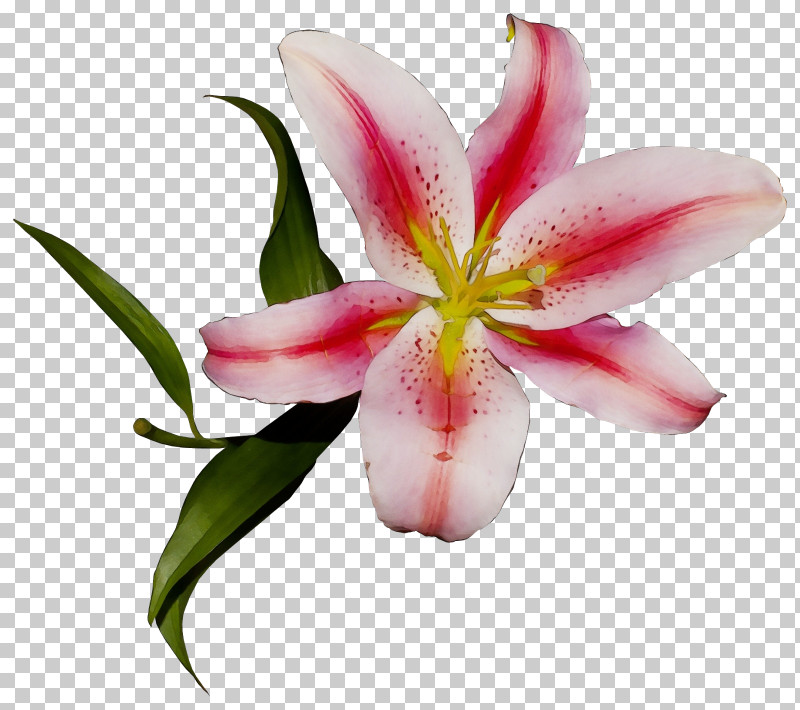 Flower Lily Petal Pink Stargazer Lily PNG, Clipart, Amaryllis Belladonna, Crinum, Cut Flowers, Daylily, Flower Free PNG Download