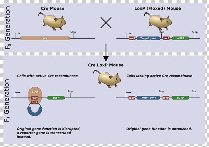 Cre-Lox Recombination Cre Recombinase Gene Knockout Genetic Recombination PNG, Clipart, Angle, Area, Crelox Recombination, Cre Recombinase, Diagram Free PNG Download