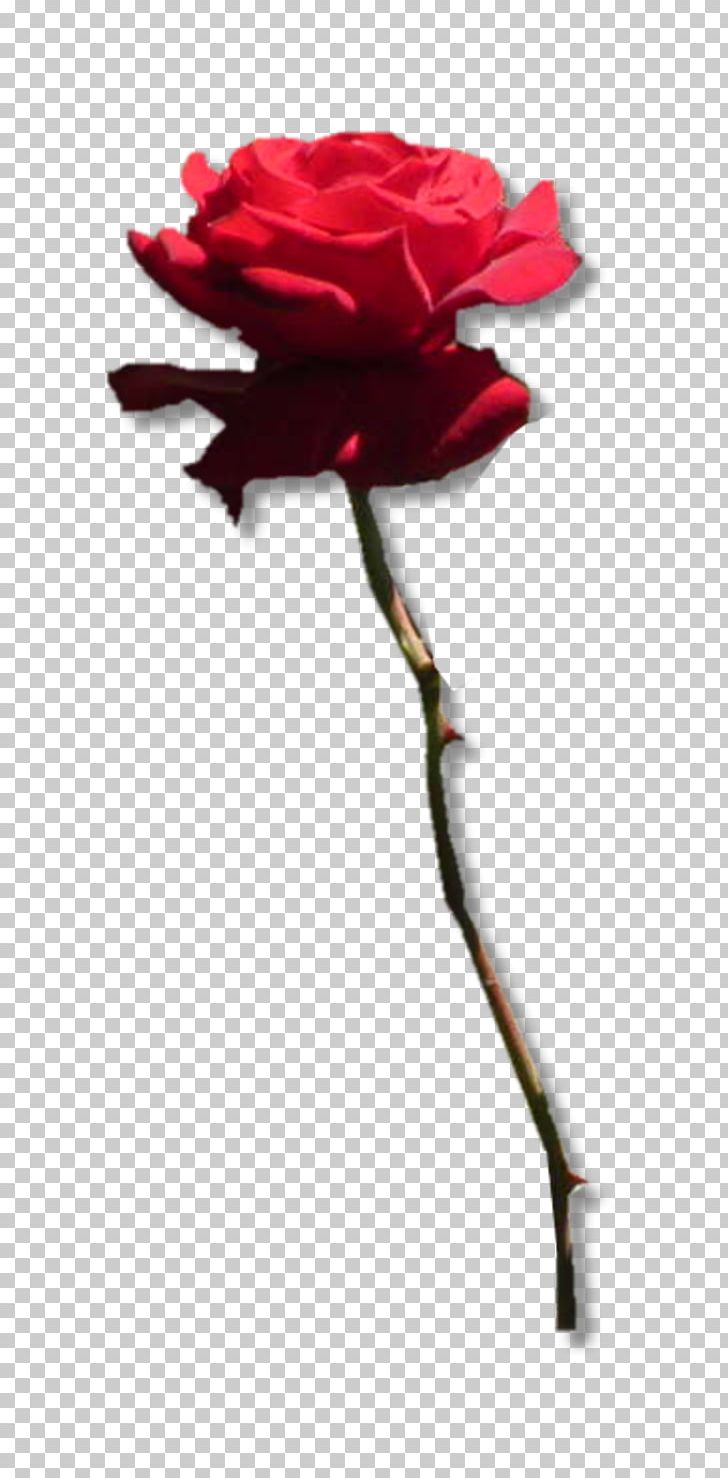 aphrodite symbol rose