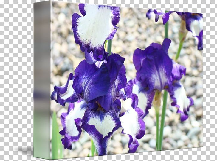 Irises Gallery Wrap Troutman Art Canvas PNG, Clipart, Art, Canvas, Fine Art, Flower, Flowering Plant Free PNG Download