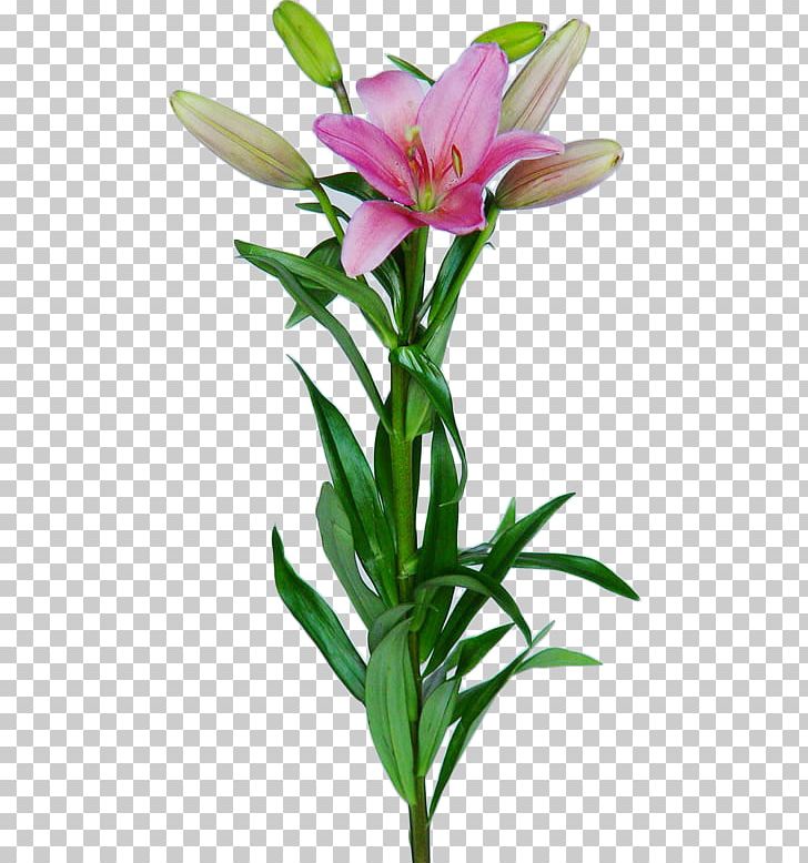 Lilium Bulb Rose Oriental Hybrids Cut Flowers PNG, Clipart, Alstroemeriaceae, Boat Orchid, Bulb, Cut Flowers, Flores Free PNG Download