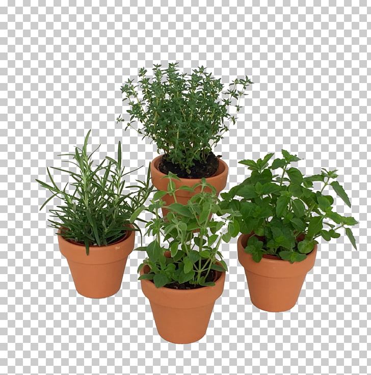 MINI Cooper Mini Herbs Fines Herbes PNG, Clipart, Cactus, Cars, Cooper, Evergreen, Fines Herbes Free PNG Download