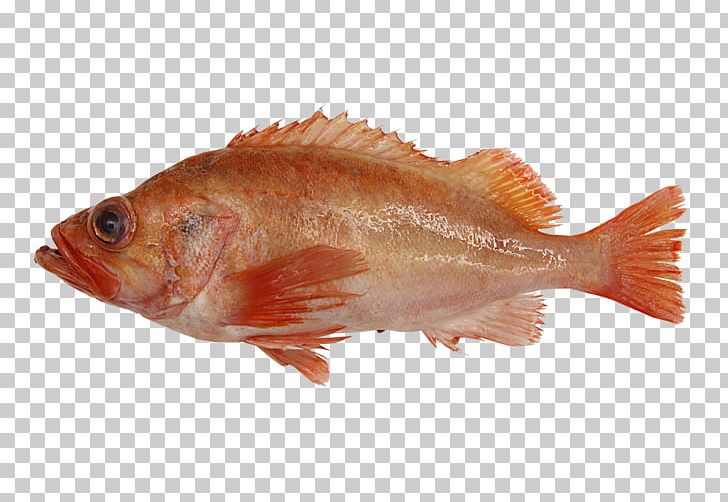 Northern Red Snapper Rose Fish Fish Products Tilapia PNG, Clipart, Animal Source Foods, Bony Fish, Fauna, Fish, Fishing Free PNG Download