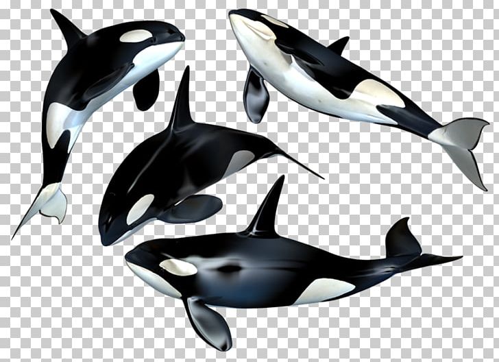 The Killer Whale Toothed Whale Cetacea PNG, Clipart, Animal, Cetacea, Dolphin, Killer Whale, Mammal Free PNG Download