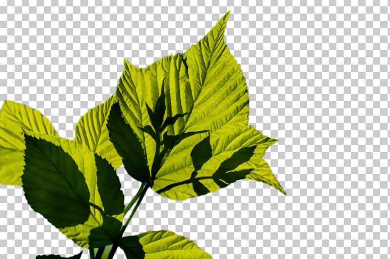 Plant Stem Leaf Herb Plants Science PNG, Clipart, Biology, Herb, Leaf, Paint, Plants Free PNG Download