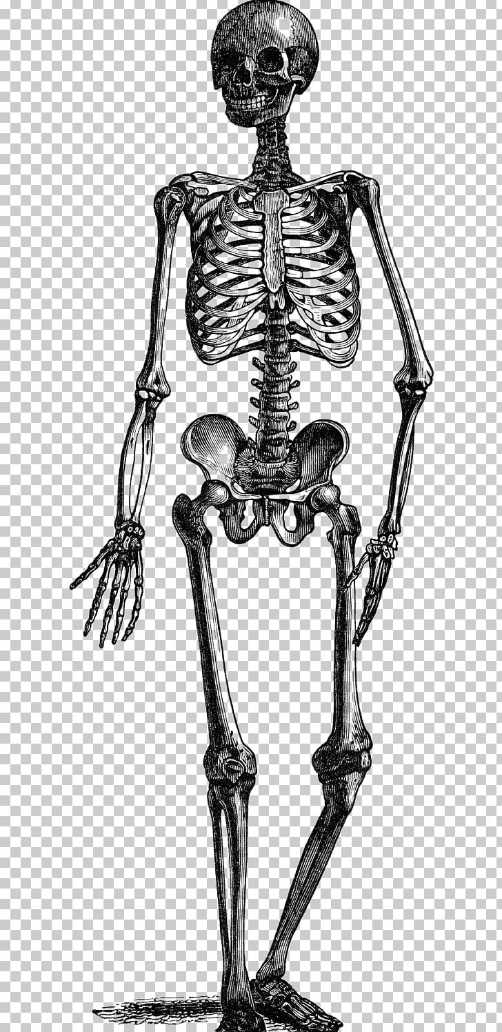 Animated Film Human Skeleton Tenor PNG, Clipart, Animated Film, Arm, Black And White, Bone, Desktop Wallpaper Free PNG Download