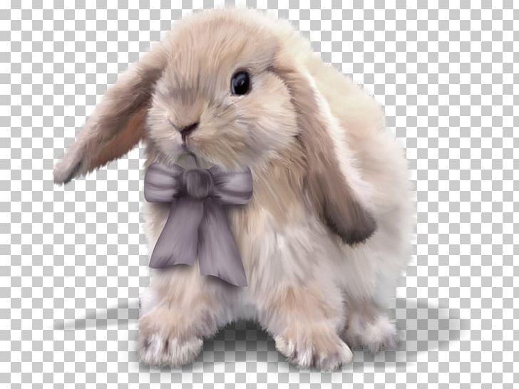 Domestic Rabbit Easter Bunny European Rabbit Leporids PNG, Clipart, Animal, Animals, Domestic Rabbit, Drawing, Dwarf Rabbit Free PNG Download