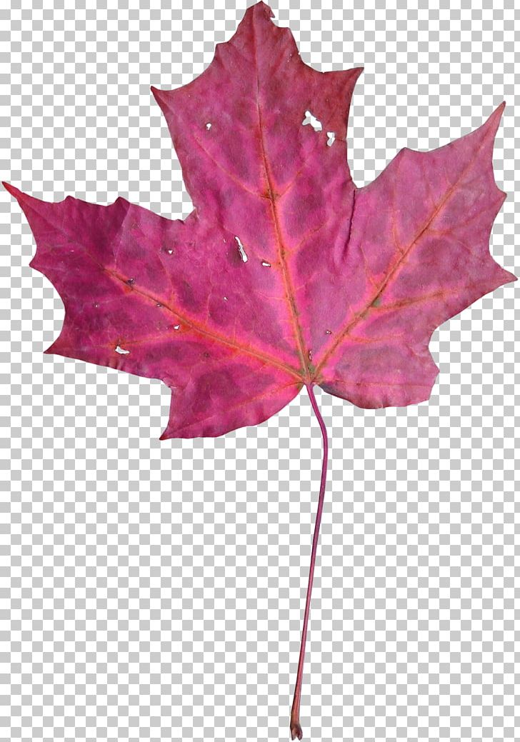 Maple Leaf Violet Euclidean PNG, Clipart, 1000000, Art, Autumn Leaf, Autumn Leaf Color, Beautiful Free PNG Download