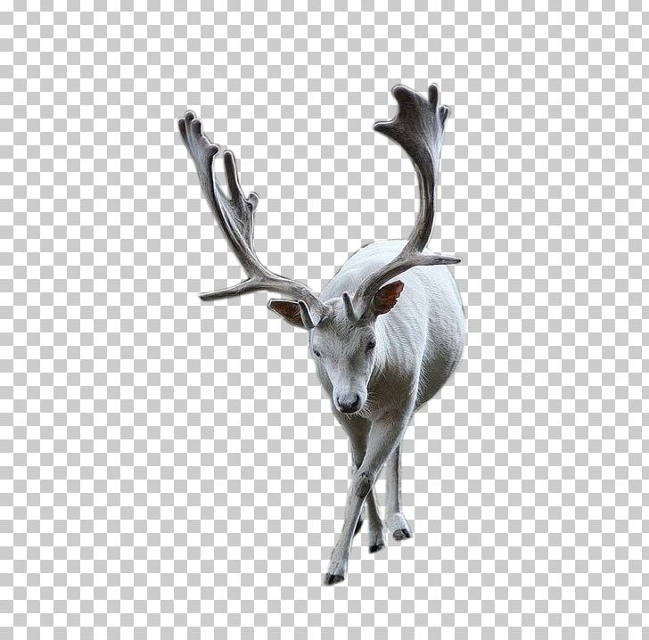 Reindeer Pxe8re Davids Deer PNG, Clipart, Animal, Animals, Antler, Christmas Deer, Davids Free PNG Download