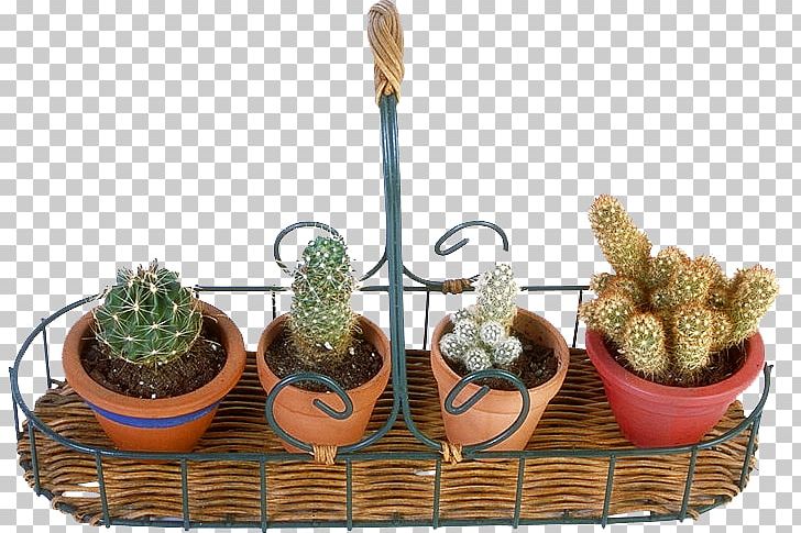 San Pedro Cactus Thorns PNG, Clipart, Amphibian, Cactus, Caryophyllales, Flowering Plant, Flowerpot Free PNG Download