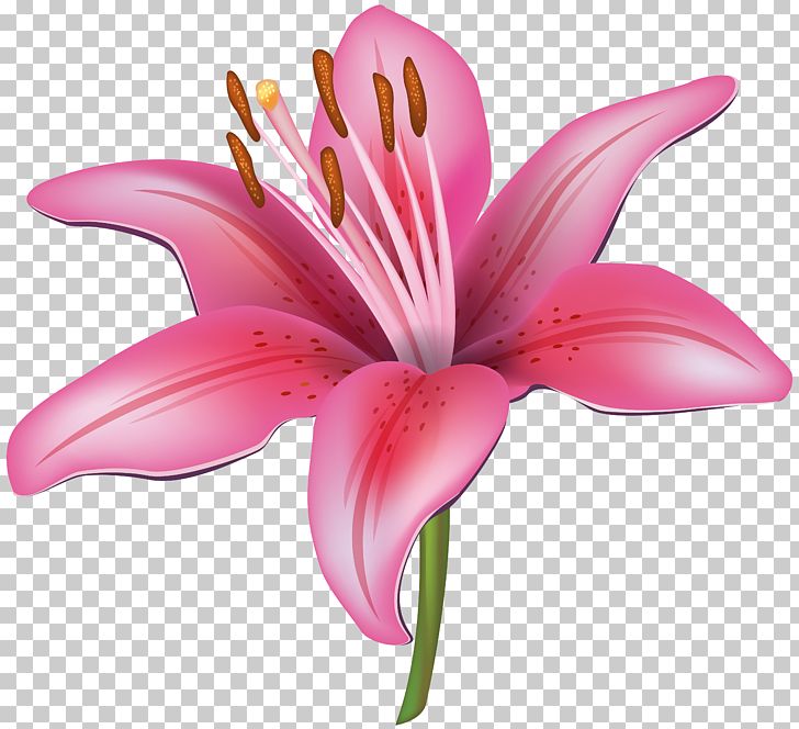 Tiger Lily Flower Water Lily PNG, Clipart, Arumlily, Clip, Clip Art, Color, Cut Flowers Free PNG Download
