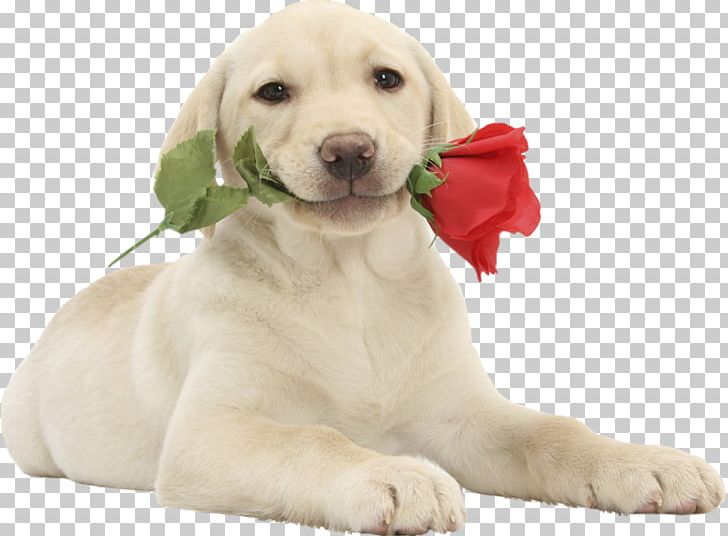 Labrador Retriever Puppy Valentine's Day Pet Cat PNG, Clipart,  Free PNG Download