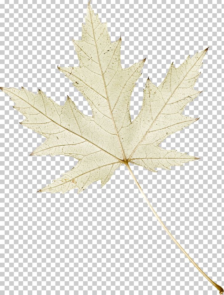 Maple Leaf PNG, Clipart, Artistic Inspiration, Author, Blog, Branch, Creativity Free PNG Download