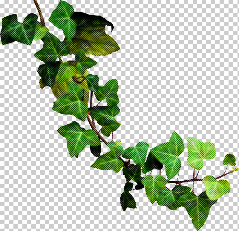 Leaf Plant Stem Flowerpot Tree Branching PNG, Clipart, Biology, Branching, Flowerpot, Leaf, Plant Free PNG Download