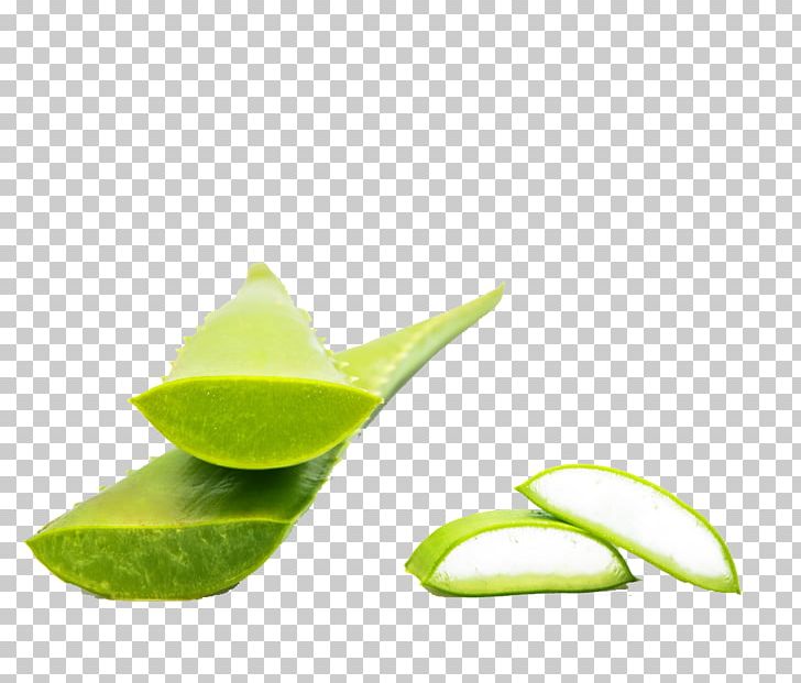 Aloe Vera Plant PNG, Clipart, Aloe, Aloe Vera, Aloe Vera Pulp 12 0 1, Computer Wallpaper, Cosmetic Free PNG Download