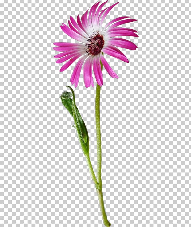 Common Daisy Flower Oxeye Daisy PNG, Clipart, Annual Plant, Aster, Chamomile, Cut Flowers, Daisy Free PNG Download
