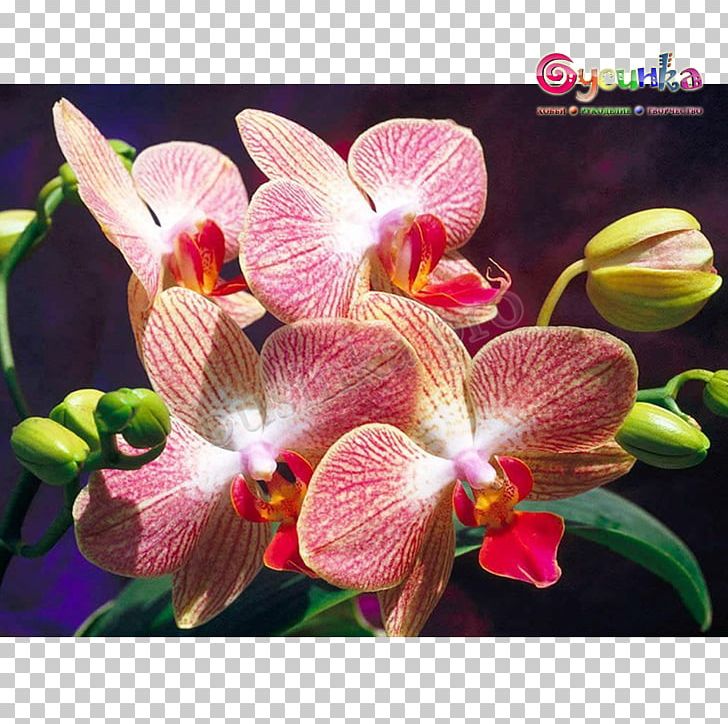 Houseplant Flowering Plant Moth Orchids PNG, Clipart, Cattleya, Dendrobium, Encyclia, Epiphyte, Flower Free PNG Download