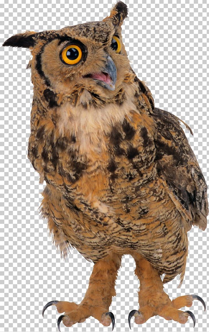 Owl PNG, Clipart, Animal, Animals, Archive File, Beak, Bird Free PNG Download
