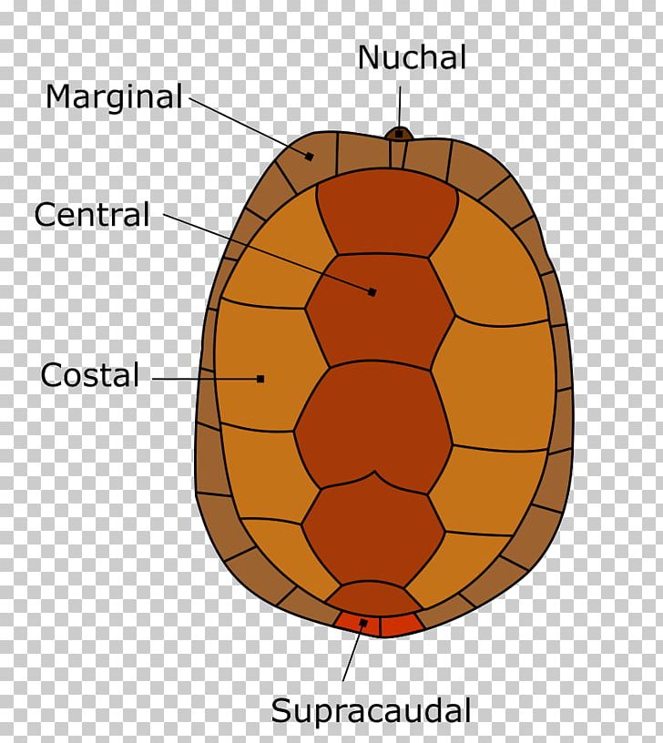 Turtle Shell Carapace Reptile Florida Box Turtle PNG, Clipart, Angle, Animals, Area, Bony, Box Turtles Free PNG Download