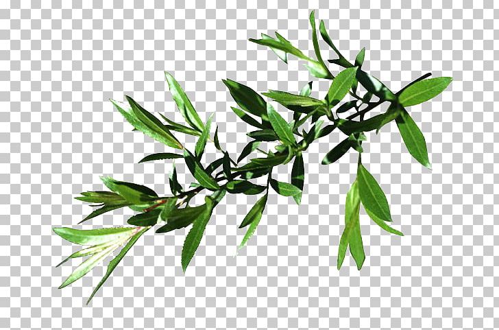 Willow Leaf Tree Four Species PNG, Clipart, Bark, Birch, Birch Bark, Branch, Four Species Free PNG Download