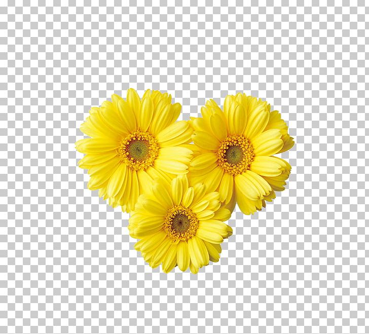 Common Daisy Yellow Transvaal Daisy PNG, Clipart, Argyranthemum Frutescens, Calendula, Chrysanthemum, Chrysanths, Color Free PNG Download
