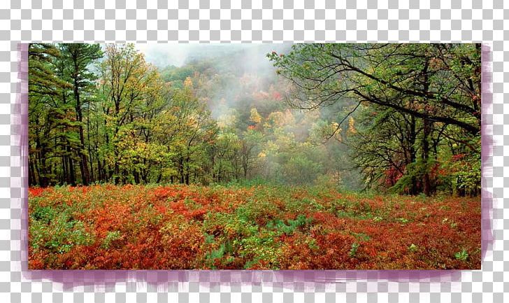 Gatlinburg Kings Gap Road Hiking Trail Woodland PNG, Clipart, Autumn, Biome, Deciduous, Forest, Grass Free PNG Download