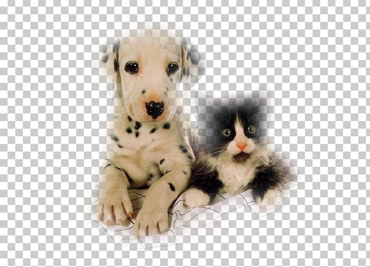 Kitten Puppy Whiskers Dog Cat PNG, Clipart, Animal, Animals, Carnivoran, Cat, Cat Like Mammal Free PNG Download