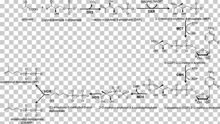 Non-mevalonate Pathway Xylulose 5-phosphate Biosynthesis Enzyme PNG, Clipart, 1deoxydxylulose 5phosphate, Angle, Area, Biosynthesis, Black And White Free PNG Download