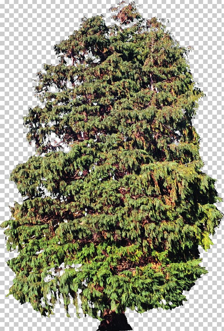 Tree Plant Evergreen Spruce Conifers PNG, Clipart, Biology, Biome, Bush, Conifer, Conifers Free PNG Download