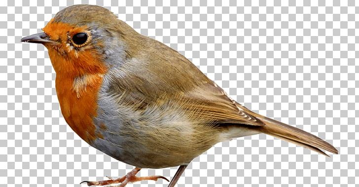 European Robin Bird Parrot Finches House Sparrow PNG, Clipart, American Robin, Animals, Beak, Bird, Colibri Free PNG Download