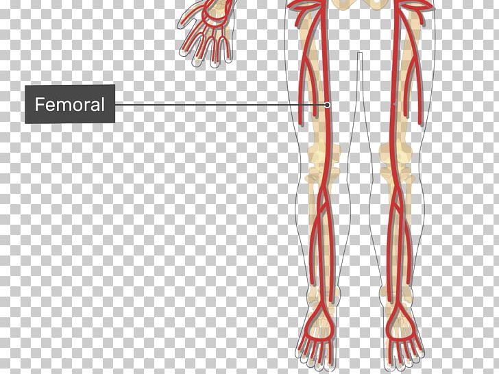 Femoral Artery Human Leg Arm Vein PNG, Clipart, Anterior Tibial Artery, Arm, Artery, Blood Vessel, Brachial Artery Free PNG Download