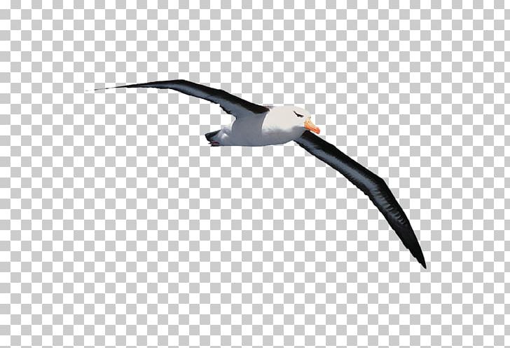 Gulls Jonathan Livingston Seagull Book Albatross Beak PNG, Clipart, Albatross, Beak, Bird, Book, Charadriiformes Free PNG Download