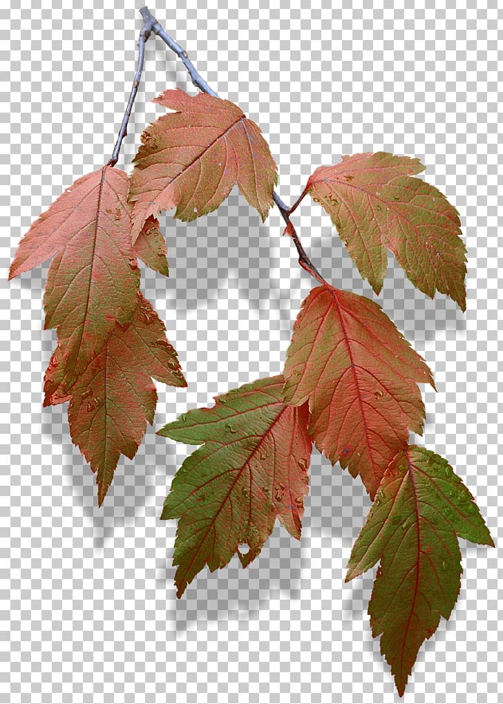 Maple Leaf Twig Deciduous Plane Trees PNG, Clipart, Branch, Deciduous, Leaf, Maple, Maple Leaf Free PNG Download