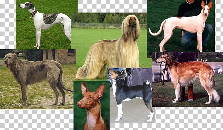 Saluki Sloughi Whippet Silken Windhound Rhodesian Ridgeback PNG, Clipart, Animal, Animals, Animal Sports, Borzoi, Dog Free PNG Download