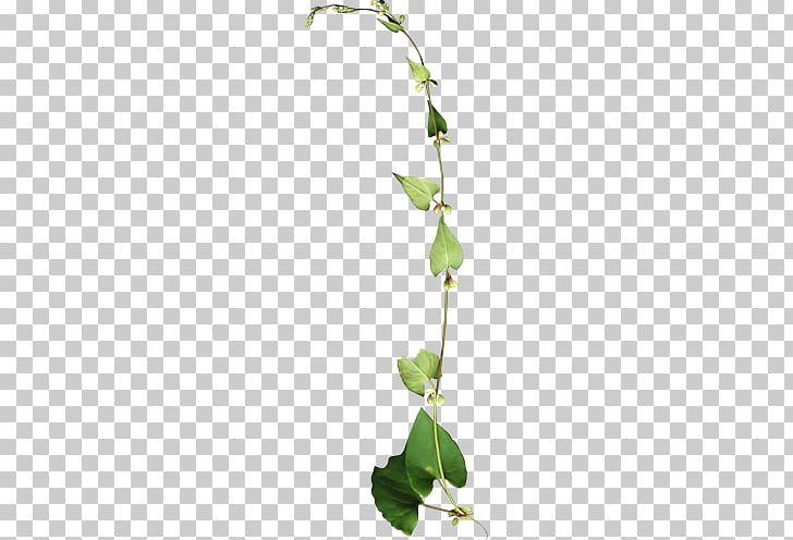 Vine Plant Stem Flower PNG, Clipart, Blog, Branch, Encapsulated Postscript, Flora, Flower Free PNG Download