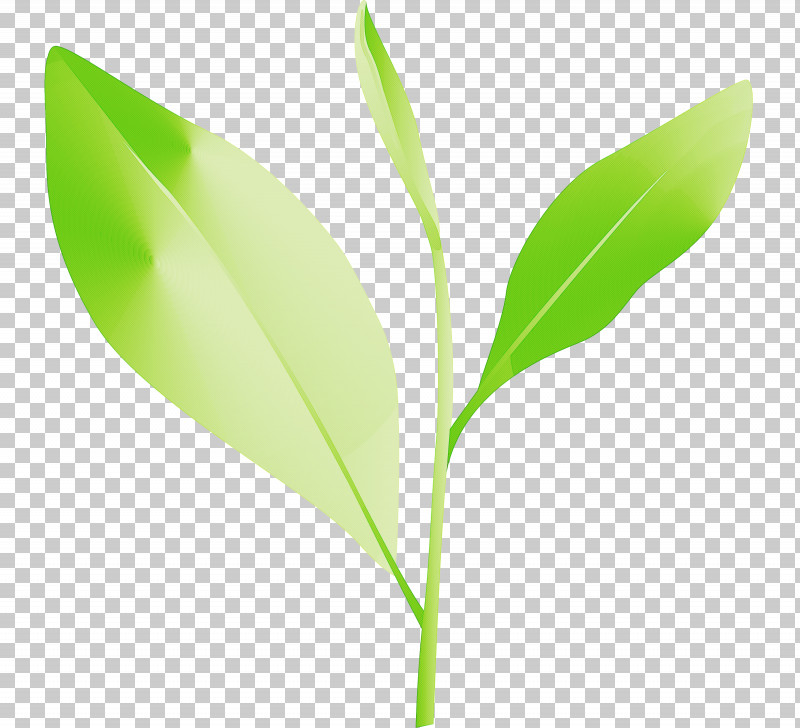 Tea Leaves Leaf Spring PNG, Clipart, Flower, Leaf, Plant, Plant Stem, Spring Free PNG Download