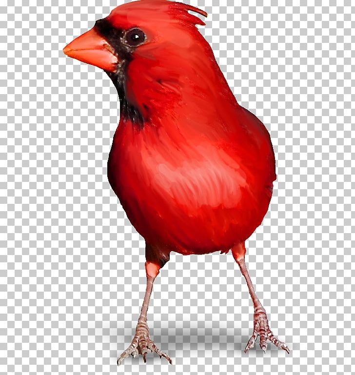 Bird Red Warbler Ergaticus PNG, Clipart, Animals, Beak, Bird, Cardinal, Chicken Free PNG Download