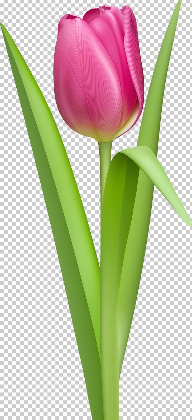 Tulip Pink PNG, Clipart, Bud, Computer Wallpaper, Cut Flowers, Drawing, Flower Free PNG Download